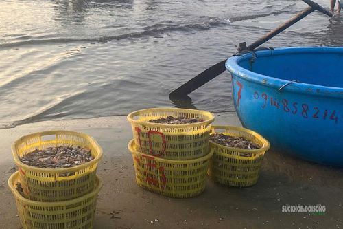 Mực sau khi được thu từ các lồng Bóng, cho vào giỏ mang vào bờ tiêu thụ.