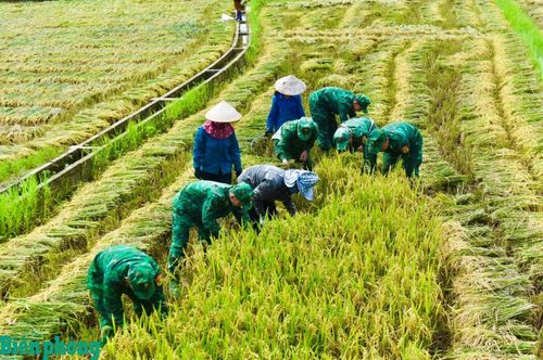 Cán bộ, chiến sĩ Đồn Biên phòng Mường Nhé, Bộ đội Biên phòng tỉnh Điện Biên giúp dân thu hoạch lúa. Ảnh: Vũ Duy