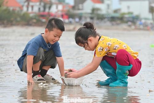 Không chỉ người lớn, trẻ con cũng có thể dễ dàng nhặt được ốc, sò trên bãi biển Trà Cổ.