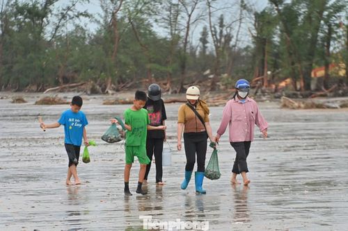 "Sau khi dọn dẹp nhà cửa, vườn tược sau bão, gia đình tôi tranh thủ ra biển nhặt ốc vừa để ăn và để bán kiếm thêm chút tiền trang trải cuộc sống", Chị Hoa, ngư dân phường Móng Cái 1 nói.