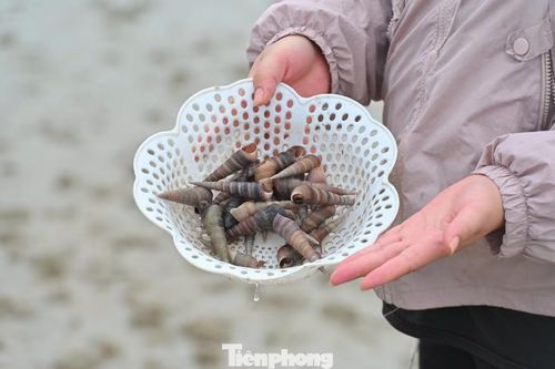 Theo người dân tại đây, bãi biển Trà Cổ thỉnh thoảng cũng có hải sản bị sóng đánh vào bãi cát. Những hôm ban đêm có nhiều người cầm đèn đi soi được không ít loại hải sản với số lượng nhiều.