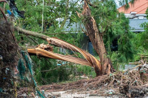 Theo người dân ở đây, đêm 4/7 đến rạng sáng 5/7 nơi đây có gió rít rất mạnh, có những cây dương cao cả chục mét, thân to cũng bị gió vặn xoắn gãy thân.