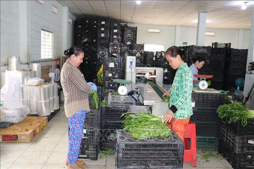 Nhờ nguồn vốn tín dụng ưu đãi, một số hộ dân có điều kiện trang bị thiết bị sơ chế rau sạch ở xã Long Bình, tỉnh Đồng Tháp.