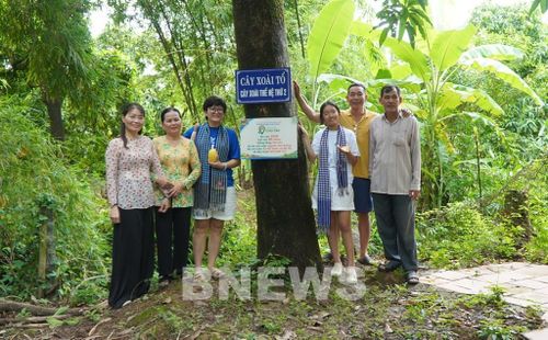 Du khách chụp ảnh lưu niệm với “cây xoài tổ” (thế hệ thứ 2) ở vùng chuyên canh xoài Mỹ Thọ. Ảnh: Nhựt An - TTXVN