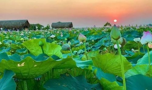 Mùa sen Đồng Tháp. Ảnh: Cổng Thông tin du lịch Đồng Tháp.