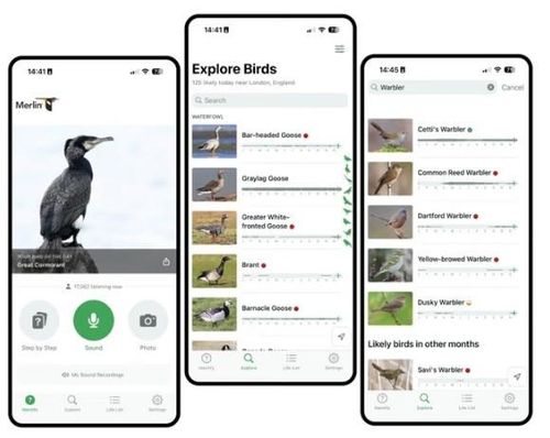 Ứng dụng Merlin Bird ID đạt hơn 40 triệu lượt tải xuống tại 240 quốc gia, tăng mạnh so với mốc 33 triệu lượt vào tháng 12 năm ngoái. Ảnh: The Guardian
