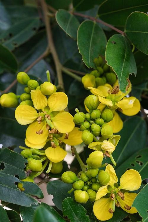  Hoa muồng có màu vàng tươi gần giống hoa mai. Ảnh: H.N 