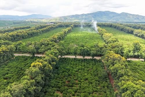  Những hàng cây muồng đen không chỉ bảo vệ vườn cà phê trước nắng gió mà còn tạo nên mỹ cảnh giữa thung lũng Kon Gang mỗi mùa trổ hoa. Ảnh: H.N 