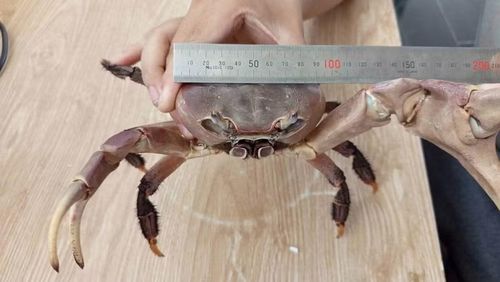 Cua có sải càng dài khoảng 30 cm, chiều rộng mai đạt 9,5 cm. Ảnh: Quang Thủy
