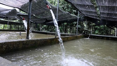 Xã Việt Hồng có tiềm năng phát triển mô hình nuôi cá tầm nhờ những dòng nước lạnh quanh năm.