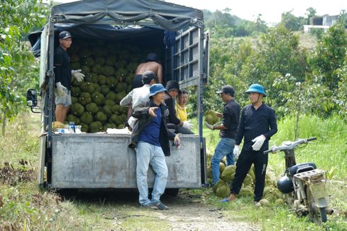 Tại các vùng chuyên canh sầu riêng của tỉnh Lâm Đồng, bước vào cao điểm thu hoạch, lưu lượng phương tiện vận chuyển nông sản tăng mạnh