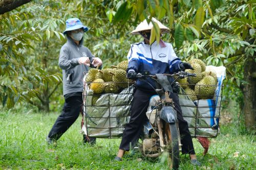 Đối với các vườn sầu riêng trên các rẫy cao, nông dân vận chuyển bằng xe máy từ vườn ra điểm tập kết thu mua