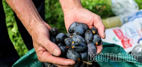 Quả trám đen có đầu ra, được thị trường chấp nhận và trở thành món đặc sản được tìm kiếm mỗi khi vào vụ.