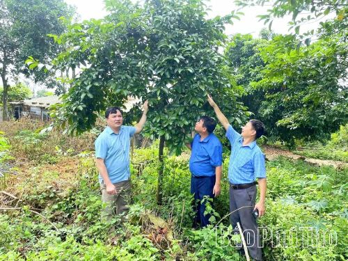 Hầu hết trám đen sinh trưởng tốt và phù hợp ở đất đồi dốc và là loại cây lâu năm, do đó nên có quy hoạch để tạo ra vùng nguyên liệu lớn và liên kết thành chuỗi sản phẩm nông sản đặc trưng, có tiềm năng.