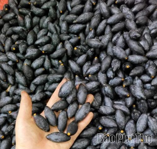 Ngoài ỏm chấm muối vừng, trám đen còn có thể kho, làm xôi trám đen với nhiều cách chế biến độc đáo tùy theo ẩm thực của các vùng miền.