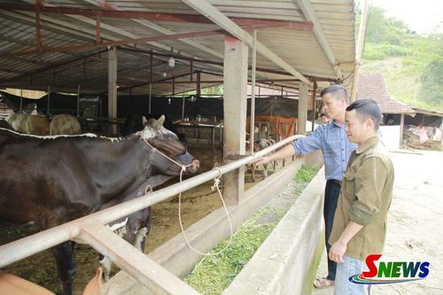 Nhân dân bản Hưng Cơi, xã Mường Cơi nuôi bò 3B cho thu nhập cao.
