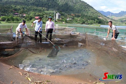 Nhân dân bản Chiếu, xã Mường Cơi phát triển mô hình nuôi cá lồng.