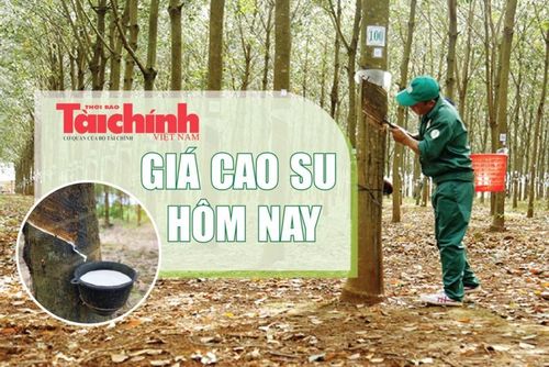 Giá cao su trên các sàn giao dịch quốc tế hôm nay đồng loạt phục hồi.