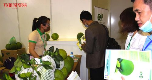 Người tiêu dùng đang lựa chọn bưởi da xanh Bến Tre tại quầy hàng, cho thấy sức hút ngày càng lớn của sản phẩm khi thương hiệu và nguồn gốc xuất xứ được quan tâm hơn trong quyết định mua sắm.