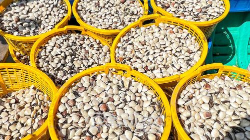 Nghêu sau khi thu hoạch được rửa kỹ và vận chuyển vào bờ, xuất bán.