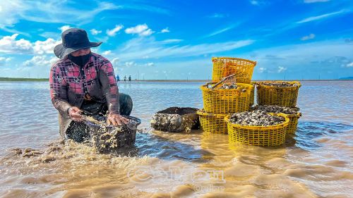 Thành viên đội thu hoạch nghêu rửa sạch cát và bùn bám trên nghêu trước khi mang vào bờ.