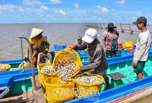 Nghêu được cân ngay tại bãi bồi và vận chuyển nhanh vào bờ.