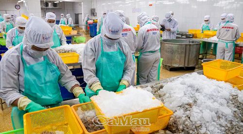 Công nhân Công ty Cổ phần Tập đoàn Thủy sản Minh Phú làm việc tại dây chuyền chế biến phục vụ xuất khẩu. Ảnh: HỒNG PHƯỢNG.