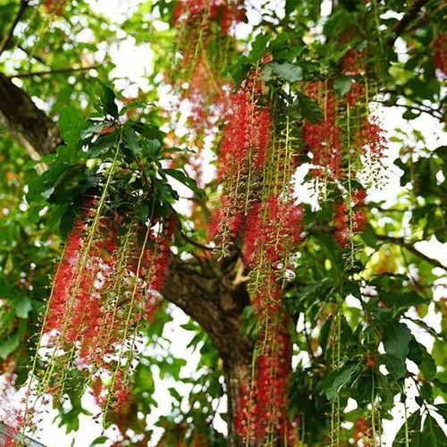 Cây Lộc vừng ưa nắng. Ảnh minh họa.