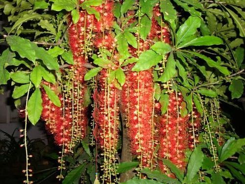 Một trong những ưu điểm lớn nhất của cây Lộc Vừng là vẻ đẹp tự nhiên và sự bền bỉ. Ảnh minh họa.