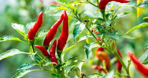 Tùy quan điểm của từng người có trồng hay không. Ảnh minh họa.