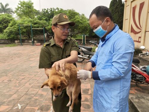 Tiêm vắc xin phòng dại cho chó tại xã Đại Xuyên (Hà Nội).
