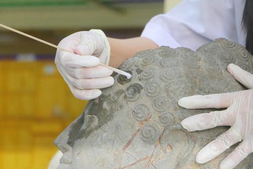 Cán bộ, nhân viên Ban Quản lý Di tích văn hóa Óc Eo (tỉnh An Giang) đang chỉnh lý, sắp xếp lại kho lưu trữ hiện vật đã được khai quật, phục vụ công tác trung bày và quá trình đánh giá của đoàn chuyên gia quốc tế. Ảnh: Công Mạo - TTXVN