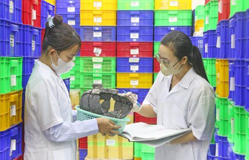 Cán bộ, nhân viên Ban Quản lý Di tích văn hóa Óc Eo (tỉnh An Giang) đang chỉnh lý, sắp xếp lại kho lưu trữ hiện vật đã được khai quật, phục vụ công tác trung bày và quá trình đánh giá của đoàn chuyên gia quốc tế. Ảnh: Công Mạo - TTXVN