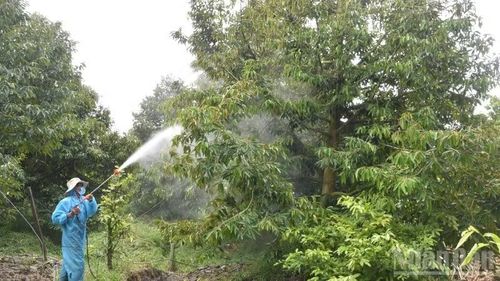 Phun thuốc trừ bệnh trên cây sầu riêng ở xã Mỹ Thành, tỉnh Đồng Tháp.