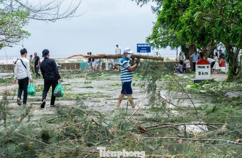 Cùng với đó, người dân và chính quyền phường Móng Cái 1 cũng đang tích cực dọn dẹp cây cối đổ gãy.