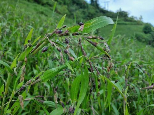 Cây ý dĩ tốt cho người bệnh tiểu đường, viêm khớp. Ảnh: Phương Huỳnh