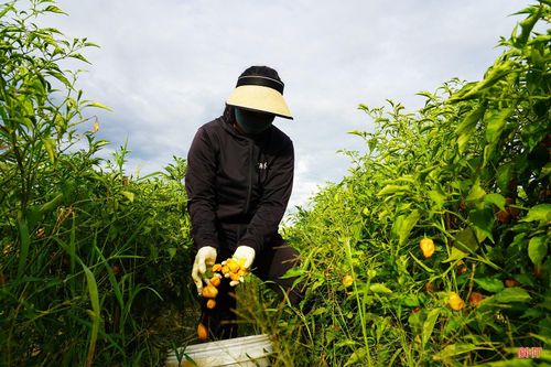  Bà Nguyễn Thị Đoan (xã Toàn Lưu) cho biết: "Từ 4 giờ sáng, chúng tôi đã có mặt ngoài ruộng để thu hoạch ớt. Cứ 2 - 3 ngày chúng tôi sẽ hái một lần và chỉ chọn những quả chín đạt tiêu chuẩn. Dự kiến khoảng 15 - 20 ngày nữa, HTX sẽ thu hoạch xong toàn bộ diện tích". 