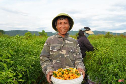 Toàn bộ sản lượng sau thu hoạch đã ký hợp đồng thu mua với doanh nghiệp ở TP Hồ Chí Minh, giá khoảng 170.000 đồng/kg. Hình thức liên kết sản xuất - tiêu thụ giúp HTX chủ động kế hoạch canh tác.