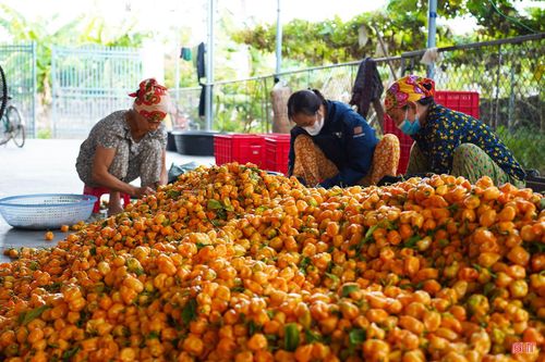 Sản phẩm sau khi thu hái được các thành viên và nhân công của HTX Nông nghiệp Phú Hà phân loại, làm sạch.