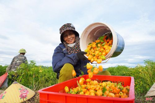 Lứa ớt đầu tiên dự kiến đạt sản lượng khoảng 7–8 tấn quả.