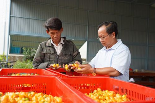  Ông Hoàng Gia Kỳ - chuyên viên Trung tâm Dịch vụ tổng hợp xã Toàn Lưu đánh giá: "Kết quả bước đầu cho thấy giống ớt Habanero sinh trưởng tốt, ít sâu bệnh, thích nghi khá tốt với điều kiện khí hậu, thổ nhưỡng của địa phương. Bên cạnh đó, đầu ra sản phẩm tương đối ổn định, mở ra hướng đi mới trong chuyển đổi cơ cấu cây trồng, góp phần phát triển kinh tế địa phương". 