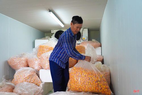  Ông Hà Đăng Dũng - Phó Giám đốc HTX Nông nghiệp Phú Hà cho biết: "Ngay từ đầu vụ, HTX đã ký hợp đồng bao tiêu sản phẩm với doanh nghiệp nên rất yên tâm trong quá trình sản xuất. Sau thu hoạch, ớt được bảo quản lạnh và mỗi tháng vận chuyển khoảng 1 tấn cho đối tác. Dự kiến sau 7 - 8 tháng sẽ cung ứng hết sản lượng của vụ đầu tiên. Doanh thu của HTX ước đạt gần 1 tỷ đồng, trong đó chi phí đầu tư trồng và chăm sóc khoảng 400 triệu đồng". 