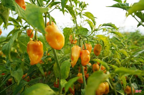Habanero là giống ớt có nguồn gốc từ Mexico, nổi tiếng với vị cay đặc trưng. Loại ớt này được sử dụng để sản xuất nước sốt, gia vị, thực phẩm chế biến và phục vụ xuất khẩu.