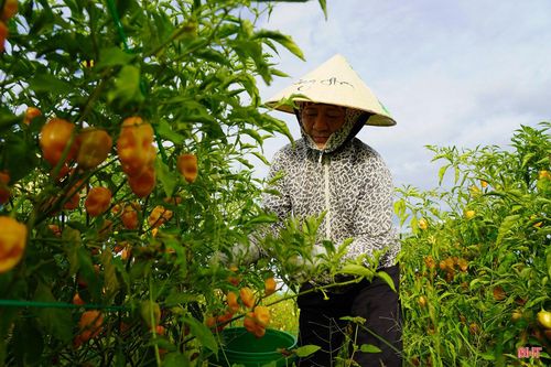 Từ kết quả của vụ đầu tiên, HTX Nông nghiệp Phú Hà tiếp tục theo dõi năng suất, chất lượng để từng bước mở rộng diện tích trồng, góp phần đa dạng hóa sản xuất nông nghiệp tại địa phương.