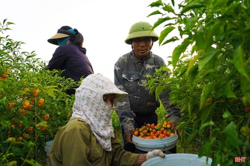 Khoảng 20 ngày trở lại đây, các thành viên và công nhân của HTX bắt đầu thu hái ớt để kịp tiến độ thu mua của doanh nghiệp.