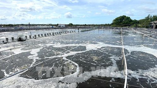 Mô hình nuôi tôm công nghệ cao của hộ ông Nguyễn Minh Vương, khóm Nhà Mát, phường Trường Long Hòa, tỉnh Vĩnh Long. Ảnh: Thanh Hòa - TTXVN
