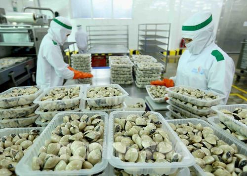 Chế biến ngao tại Công ty Lenger Việt Nam (Lenger Seafoods Vietnam). Ảnh: TTXVN