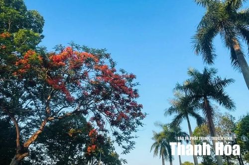 Mùa hè, công viên Hội An rực rỡ với sắc đỏ của hoa phượng.