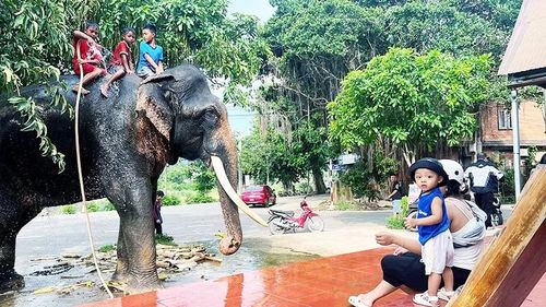 Các em nhỏ dùng vòi tắm nước lá thuốc cho voi Y Khămsen tại nhà anh Y Vinh. Ảnh: Y VINH