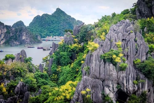 Giữa mùa hoa nở, Phát tài núi tô điểm cho vẻ đẹp kỳ vĩ của Di sản thiên nhiên thế giới Vịnh Hạ Long. Nguồn ảnh: Báo Quảng Ninh